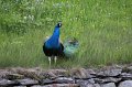 IMG_1600